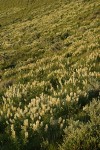 Sulphur Lupines (white form) blanket hillside late afternoon