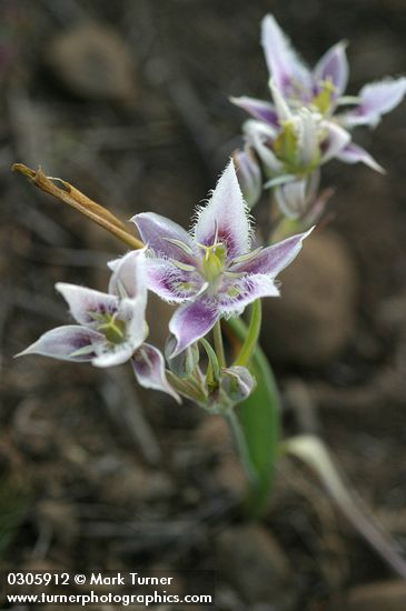 Calochortus lyallii