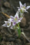 Lyall's Star Tulip