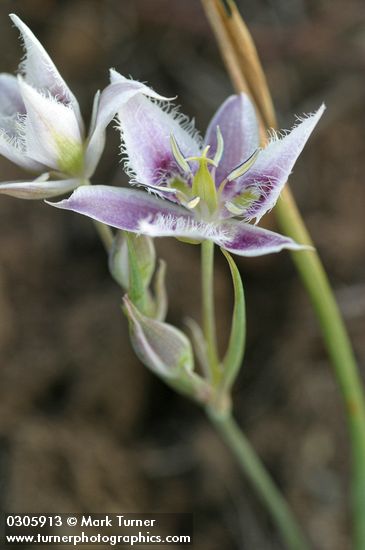 Calochortus lyallii