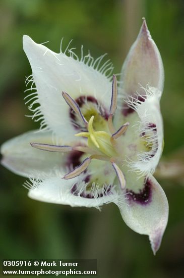 Calochortus lyallii