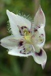 Lyall's Star Tulip blossom extreme detail