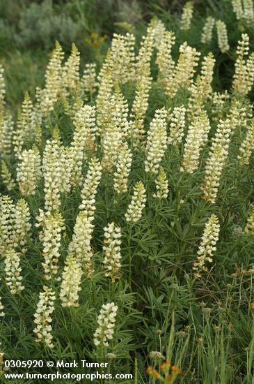 Lupinus sulphureus