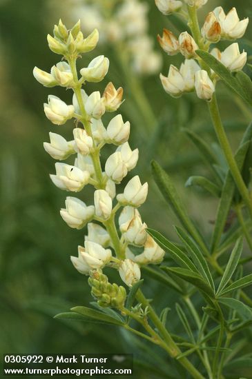 Lupinus sulphureus