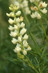 Sulphur Lupines (white form) blossoms & foliage detail