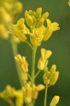 Flaxleaved Plains Mustard blossoms detail