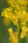 Flaxleaved Plains Mustard blossoms detail