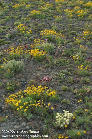 Erigeron linearis; Eriogonum douglasii; Lewisia rediviva; Balsamorhiza hookeri; Phlox hoodii