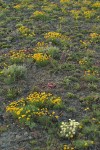 Linear-leaved Daisies, Douglas' Buckwheat, Lewisia flower buds, Hooker's Balsamroot foliage & Hood's Phlox foliage on lithosol at sunset