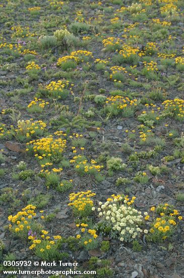 Erigeron linearis; Eriogonum douglasii; Penstemon gairdneri; Castilleja thompsonii; Balsamorhiza hookeri; Phlox hoodii