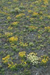 Linear-leaved Daisies, Douglas' Buckwheat, Rock Penstemon, Thompson's Paintbrush, Hooker's Balsamroot foliage & Hood's Phlox foliage on lithosol at sunset