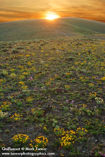 Erigeron linearis; Eriogonum douglasii; Penstemon gairdneri; Balsamorhiza hookeri; Phlox hoodii