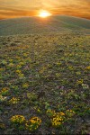 Linear-leaved Daisies, Douglas' Buckwheat, Rock Penstemon, Hooker's Balsamroot foliage & Hood's Phlox foliage on lithosol w/ sunset
