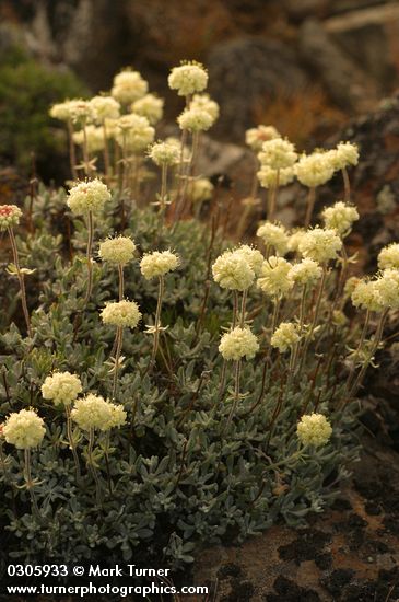 Eriogonum douglasii