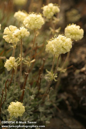 Eriogonum douglasii