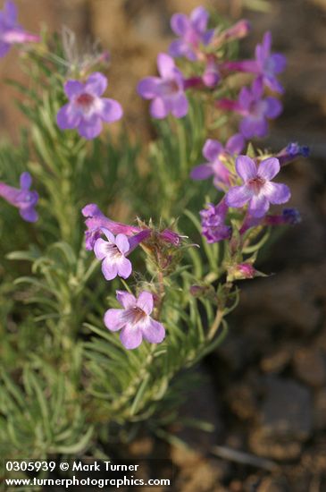 Penstemon gairdneri