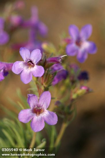 Penstemon gairdneri