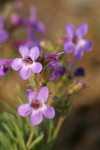 Rock Penstemon blossoms detail