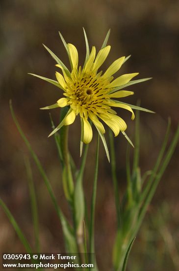 Tragopogon dubius