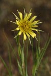 Yellow Salsify blossom