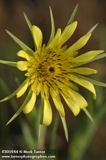 Tragopogon dubius