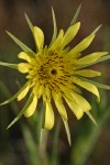 Yellow Salsify blossom detail