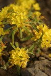 Obscure Evening Primrose