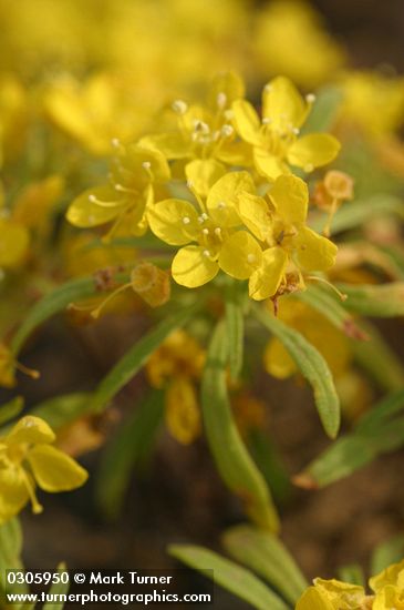 Camissonia andina (Oenothera andina)