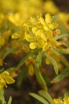 Obscure Evening Primrose blossoms & foliage detail