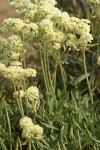 Parsnipflower Buckwheat