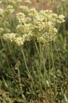 Parsnipflower Buckwheat