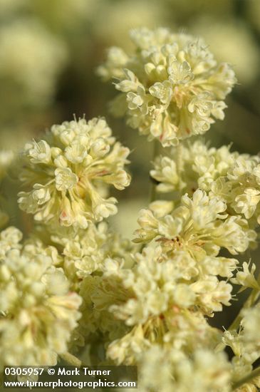 Eriogonum heracleoides var. heracleoides