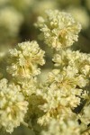 Parsnipflower Buckwheat blossoms extreme detail
