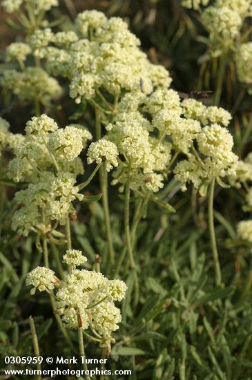 Eriogonum heracleoides var. heracleoides