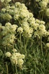 Parsnipflower Buckwheat