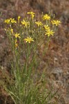 Slender Hawksbeard