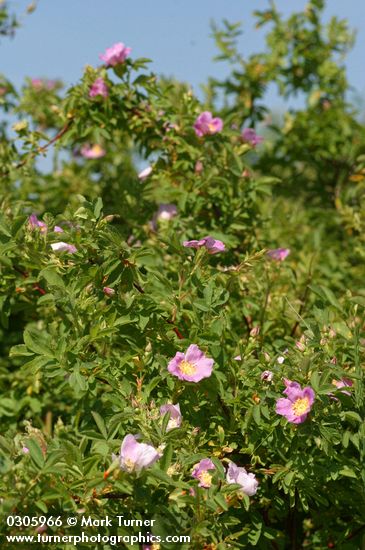 Rosa woodsii var. ultramontana