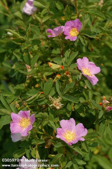 Rosa woodsii var. ultramontana