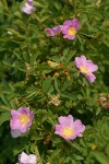 Pearhip Rose blossoms & foliage