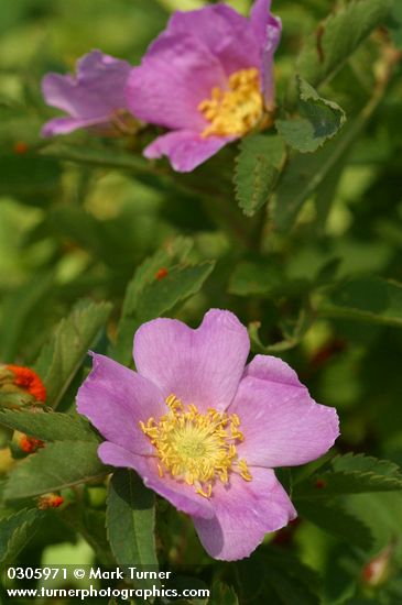 Rosa woodsii var. ultramontana