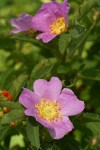 Pearhip Rose blossoms & foliage detail