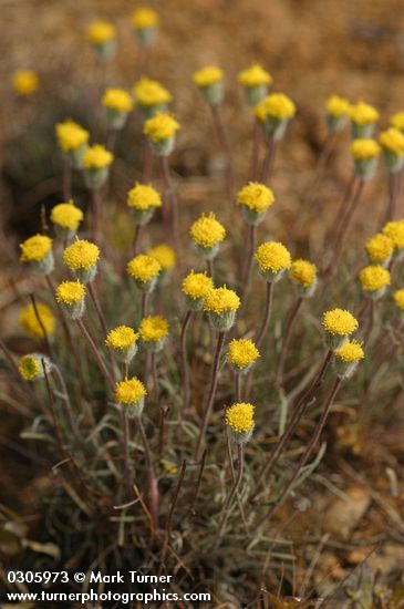 Erigeron bloomeri