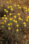 Scabland Fleabane