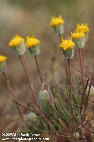 Erigeron bloomeri