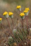 Scabland Fleabane blossoms & foliage detail