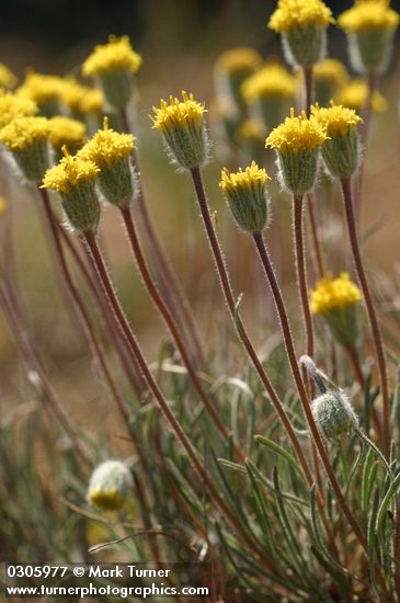 Erigeron bloomeri