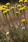 Scabland Fleabane blossoms & foliage detail