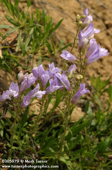 Penstemon fruticosus var. scouleri