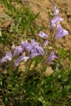 Shrubby Penstemon