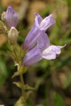 Shrubby Penstemon blossoms detail